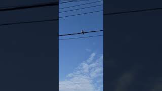 Manicou Spotted On Electrical Wire In Grenada 🇬🇩