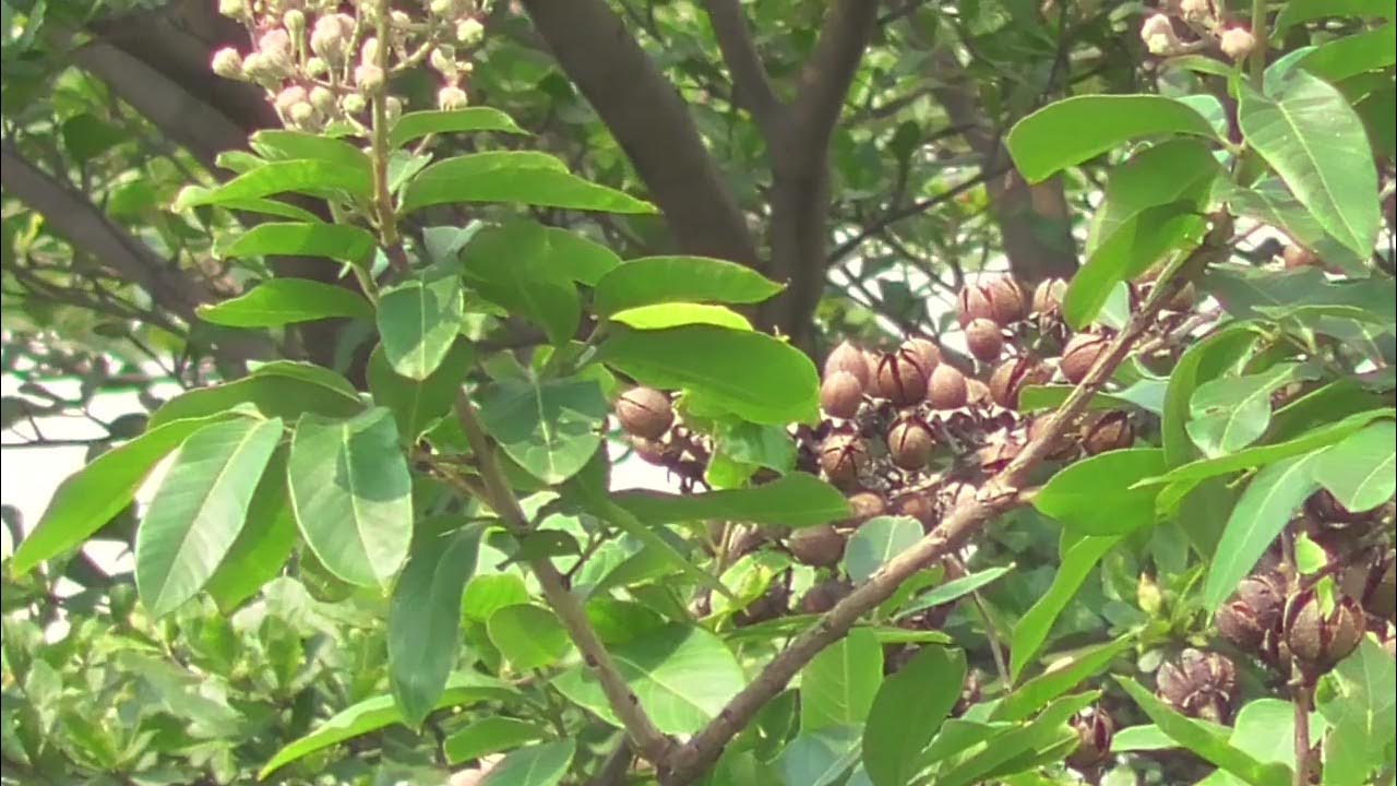 Panasonic HC-V260: kiểm tra (test) - YouTube