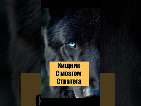 #волки #альфапара #тайналеса #мистическиеживотные #пронзительныеглаза #природа #зимнийлес #красота