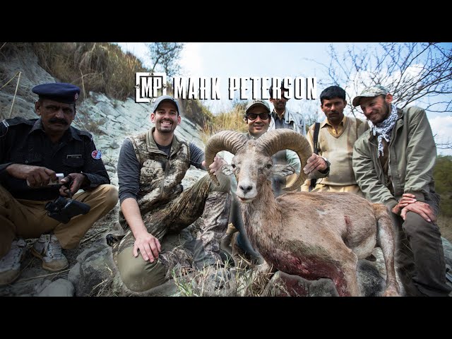 Pakistan Punjab Urial Sheep | Mark Peterson Hunting class=
