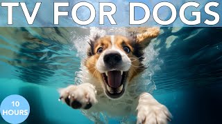 10 Hours of The Best Virtual TV for Dogs | WITH Calming Music! by Relax My Dog - Relaxing Music for Dogs 11,371 views 2 months ago 10 hours