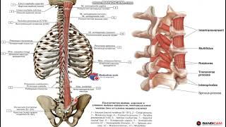 Тізбектелген порнофильмдерді қараңыз Аузындағы пенис сперматозоидтарды шығарады