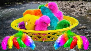 Tangkap Ayam Lucu, Ayam Warna Warni, Ayam Rainbow Gokil, Kelinci, Bebek, ikan hias, Animal Cute 344 by Rumah Sato  2,354 views 5 months ago 6 minutes, 32 seconds