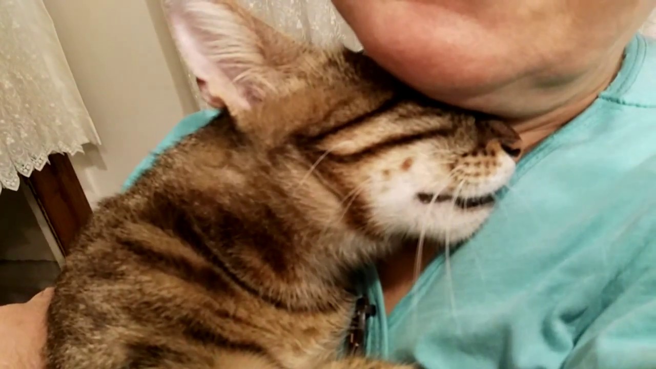 Kucakta Uyuyan Kedi Rıfkı YouTube