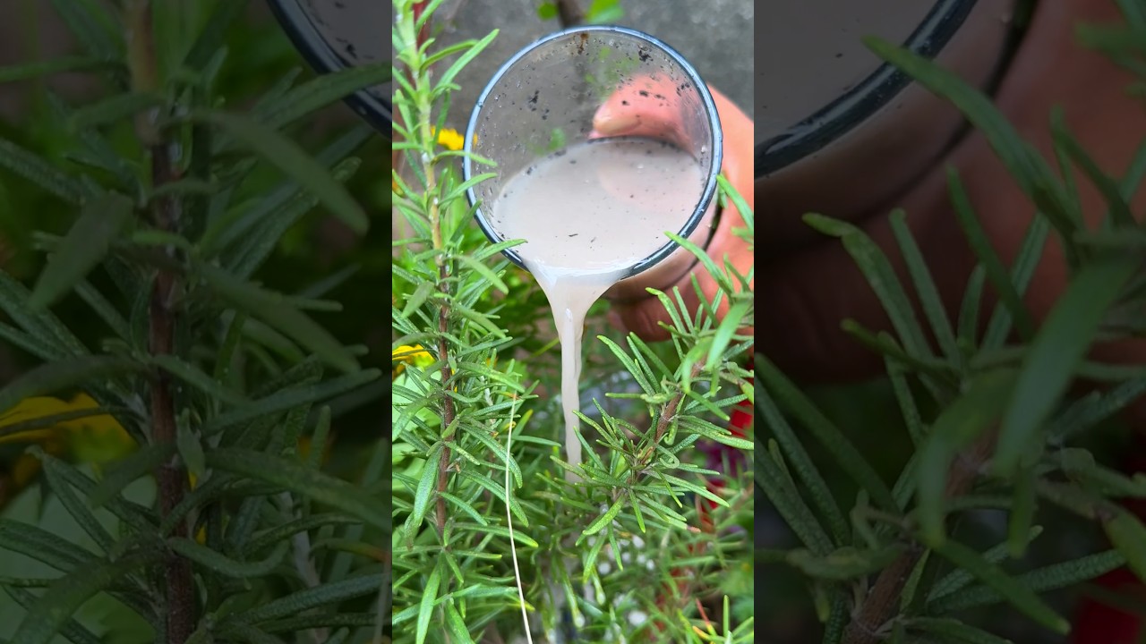 Como abonar con la ceniza de leña el jardin #plantas #jardin