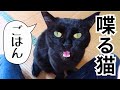 【しゃべる猫】ハッキリと完璧な日本語で人間とお話できる猫!可愛すぎる声と仕草に悶絶