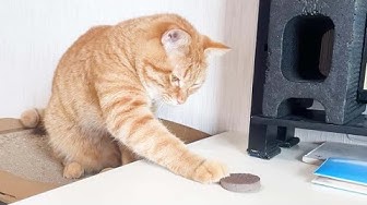 猫の知覚過敏症 Youtube 猫の知覚過敏症 Youtube