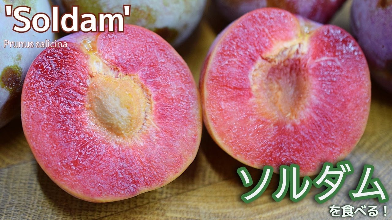 世界の果物を食べる！【アメリカ合衆国編】 日本の果物 プラム