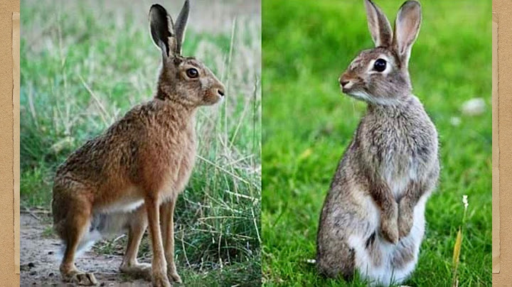 Spiritual meaning of grey rabbit crossing your path