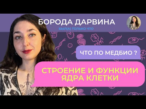 Строение и функции ядра. Медбио.