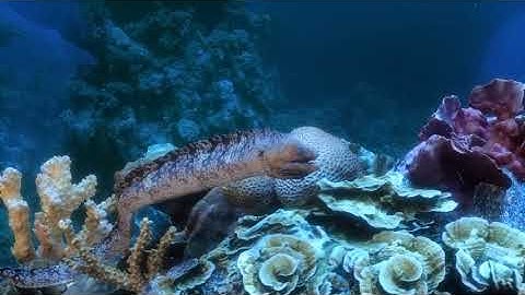 FISH WORLD #3dsmax #unrealengine5 #3danimation #zbrush #animation #fish #render #rendering