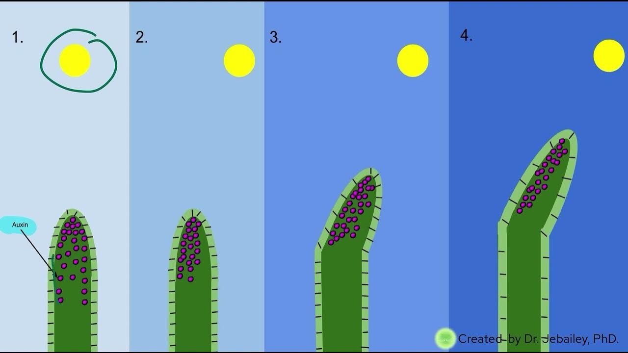 topic-9-3-growth-in-plants-youtube