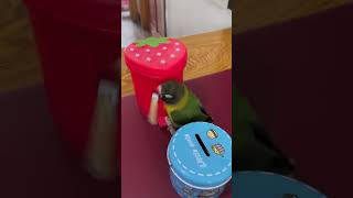 Smart Birds Know How To Put Waste In A Box, Know How To Perform #Cuteparrot #Birds #Parrot