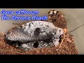 Gyna caffrorum Pet Chrome Roaches #gynacaffrorum #chromeroach #chromeroaches