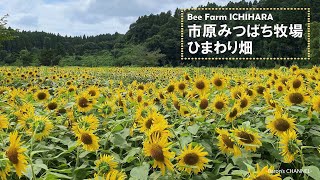 ひまわり畑　市原みつばち牧場　夏　2022年8月12日（千葉県市原市）Bee Farm ICHIHARA
