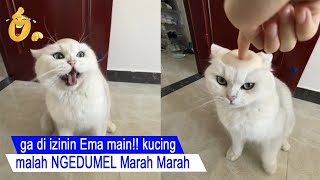 VERY FUNNY/cats can be jealous NGADUING while MELTING at the EMA/funny cats compilation#CT by Cat Tara 6,682 views 4 days ago 8 minutes, 19 seconds