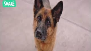 فيلم الاثارة و التشويق روعة👍👏A DOG NAMED PALMA