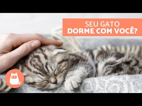 Vídeo: Por Que Os Gatos Gostam De Dormir