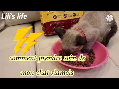 Vidéo: Nourrir Les Chats Siamois