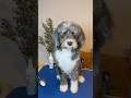 Using the Right Slicker Brush Can Save Your Doodle’s Coat | in My Finds #shorts #DogGrooming