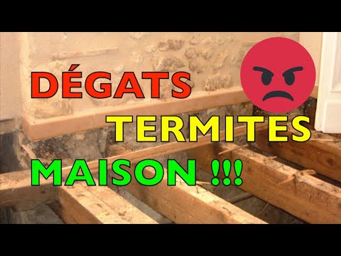 Vidéo: À quelle fréquence les termites reviennent-ils après le traitement?