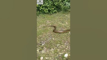Indian rat Snake धामण सांप release in Forest #snakesaver #shortsvideo #viralshort #ratsnake  #forest