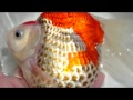 金色の金魚 金福ダルマの思い出