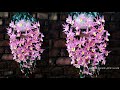 Cara Membuat Bunga Anggrek Tirai Dari Plastik Kresek  | Hiasan Dinding Anggrek Aphyllum