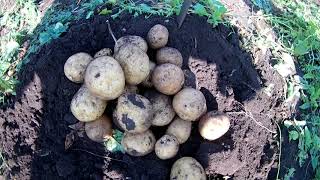 видео СЕЛЬСКОЕ ПОДВОРЬЕ    » Секреты выращивания картофеля
