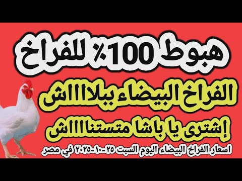 اسعار الفراخ البيضاء اليوم سعر الفراخ البيضاء اليوم السبت ٢٥ ١٠ ٢٠٢٥ في مصر جمله وقطاعي