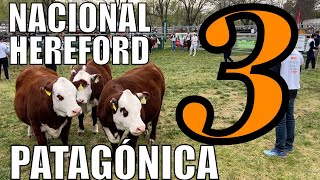NACIONAL HEREFORD PATAGÓNICA 2025 ( 3 )