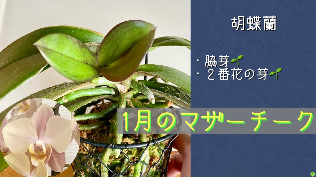 January 17, 2026 Phalaenopsis: Two popular Mother Teak plants