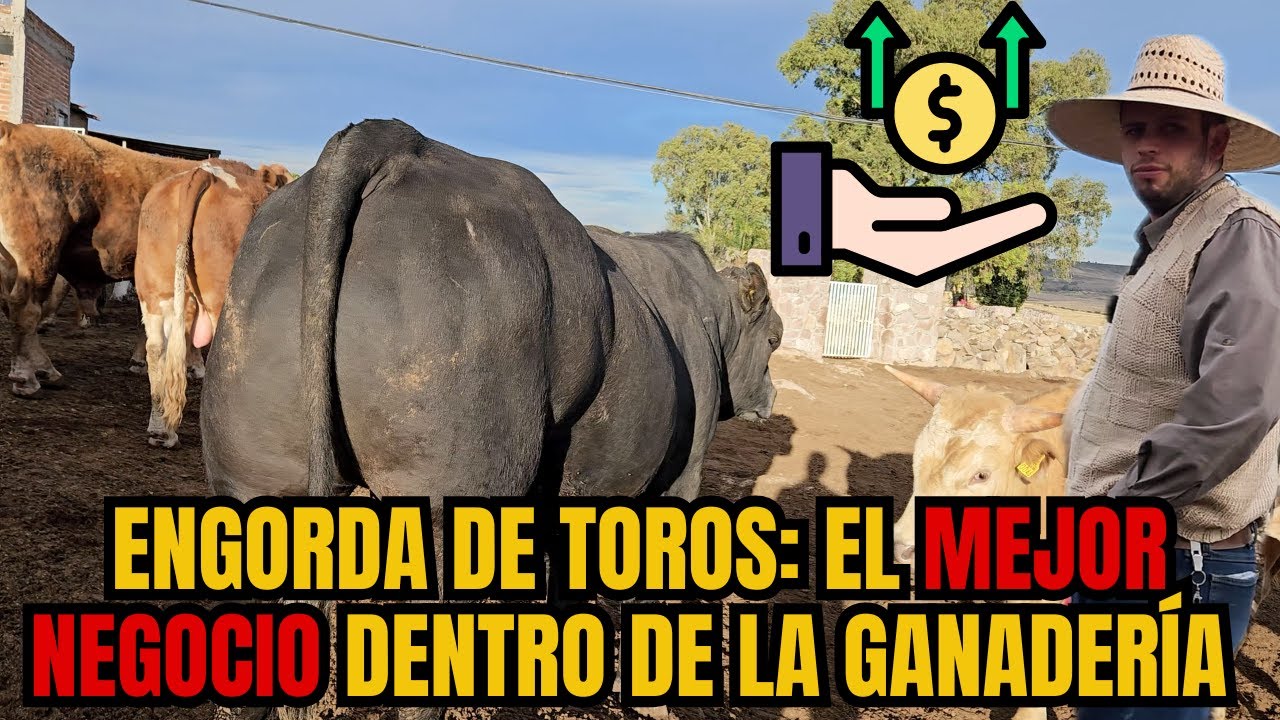 ¿CUAL es el MEJOR NEGOCIO dentro de la GANADERÍA? | ENGORDA/ FINALIZACION DE TOROS | RancheandoAndo