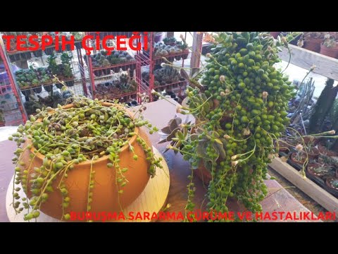 Video: Frenk Soğanı Nasıl Yetiştirilir (Resimlerle)