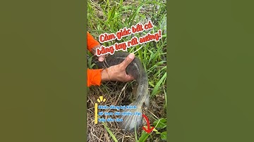 Bắt Cá Lóc Đồng To Khủng Trong Bụi Cỏ – Cuộc Sống Miền Quê Sau Mưa | Fishing Life Vietnam #mienque