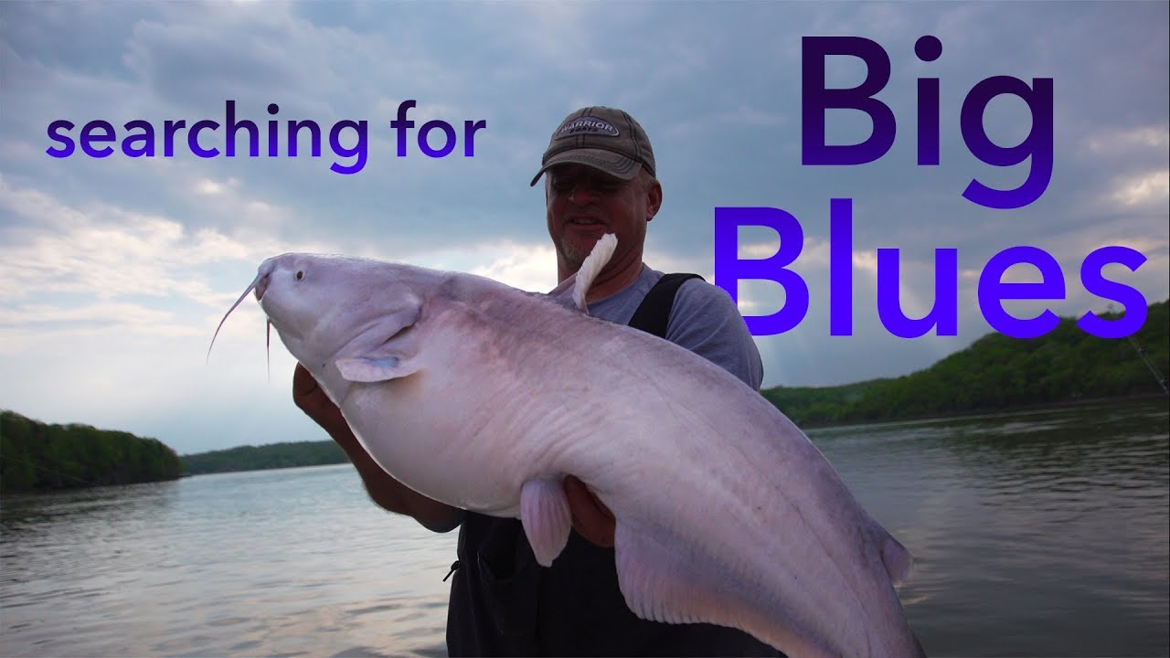 Catfishing in Missouri YouTube