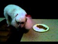 Killer poodle