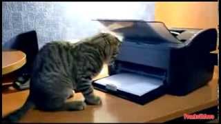 КОШКИ ПРОКАЗНИКИ! КОШКИ ПРОКАЗНИКИ!