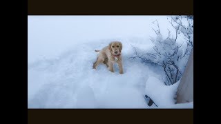 Golden Retriever Puppy Plays in Snow