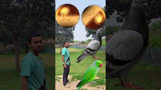 Rounding coconuts to duck, pigeon & parrot peacock- birds names sound magic videoviral #foryou