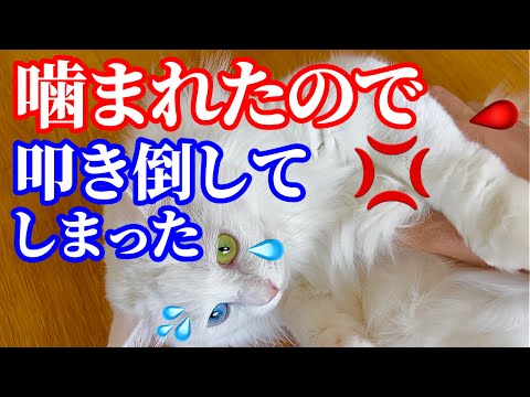 ニャンちゃんライフ - YouTube 