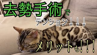 去勢手術をしたら過去最高に落ち込んだ猫【手術のメリットも紹介】