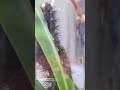 Giant Leopard Moth Caterpillar Eating