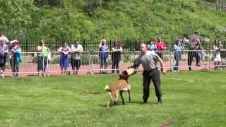 Akron Police - 3rd Annual K9 Challenge - Greatest Hits