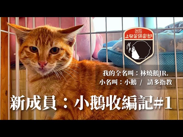 新成員：小鵝收編記#1｜林燒鵝JR.