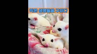 폭우로 인해 이 작은 동물들은 집을 잃었습니다. #animals #동물키우기 #동물