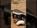 Badger vs Python – Deadly Clash with a Giant Snake ! #animals #animalbehavior #wildlife #shorts