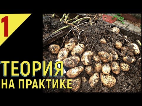 Меристемный способ размножения картофеля в домашних условиях
