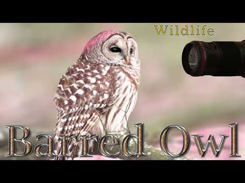 Barred owl - Winter life.   English version supported by English and Georgian subtitles