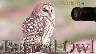Barred owl - Winter life.  English version supported by English and Georgian subtitles